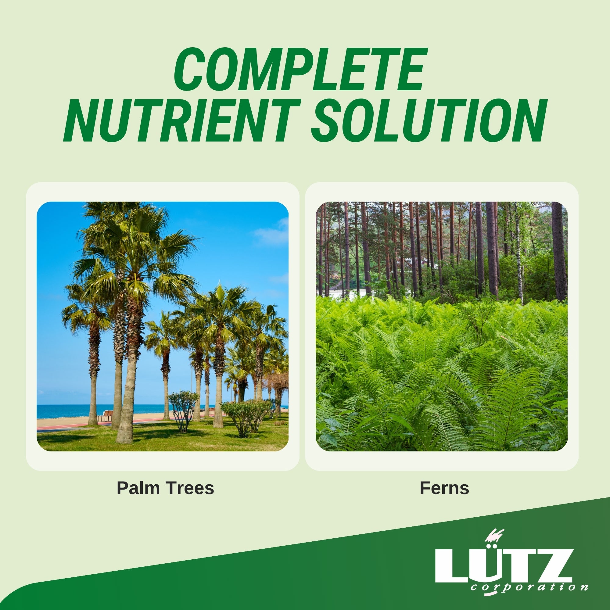 Lutz Palm Tree Fertilizer Spikes - Image 7