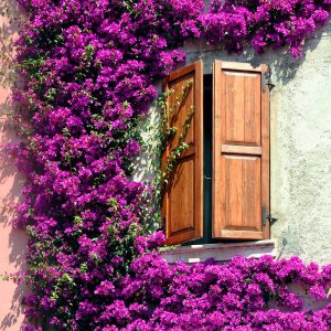 Alexandra Bougainvillea