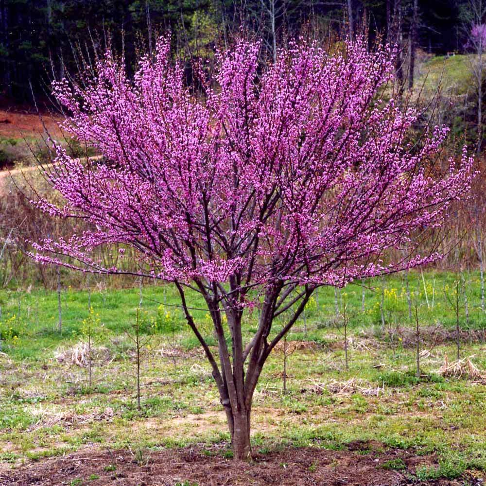 Ace of Hearts Redbud Tree - Image 3