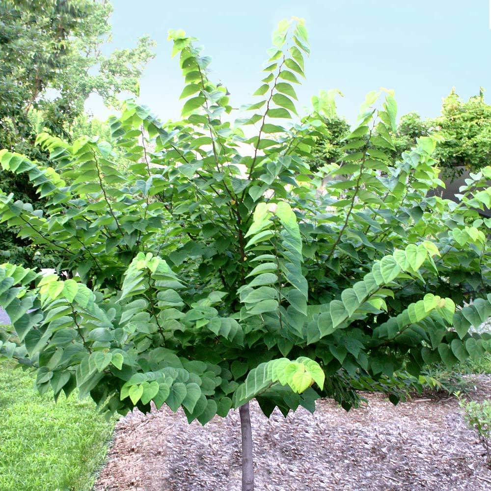 Ace of Hearts Redbud Tree - Image 2