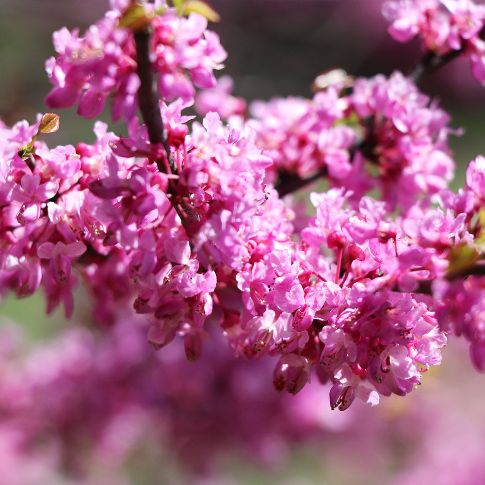 Ace of Hearts Redbud Tree - Image 4