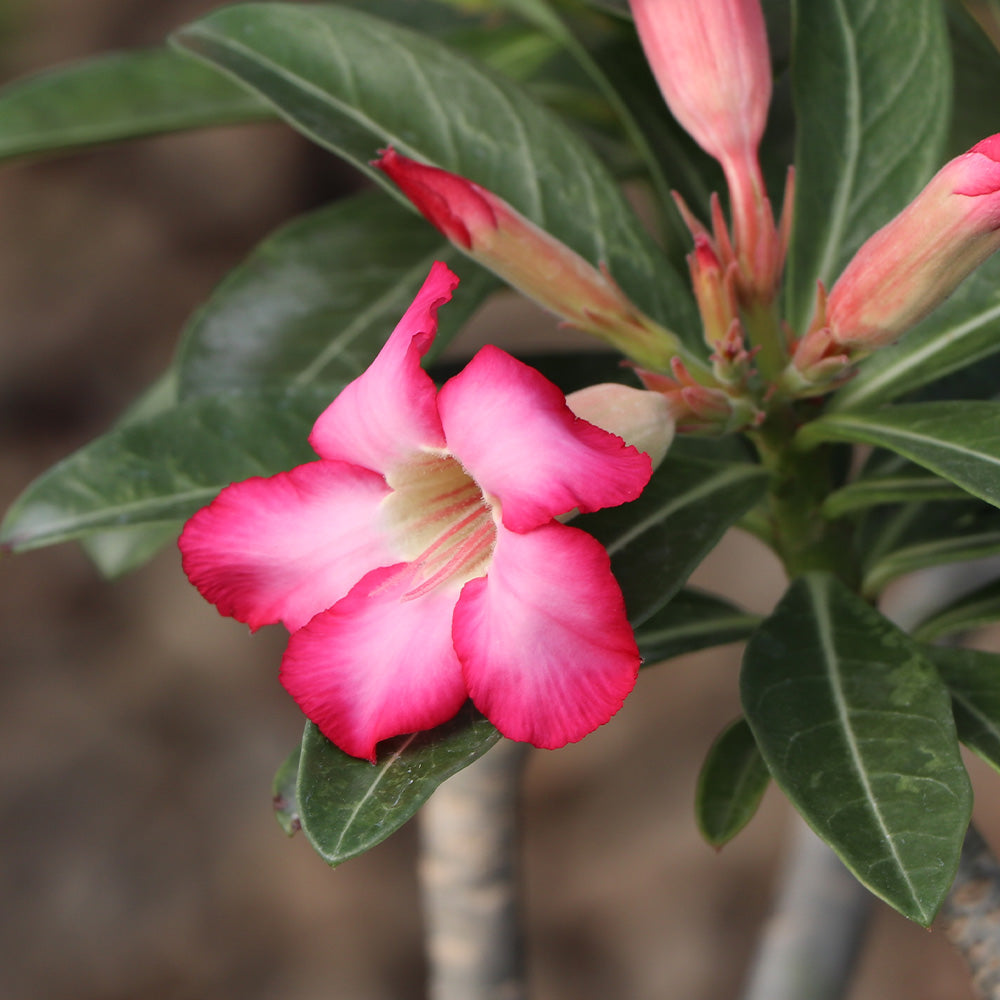 Desert Rose Adenium - Image 2