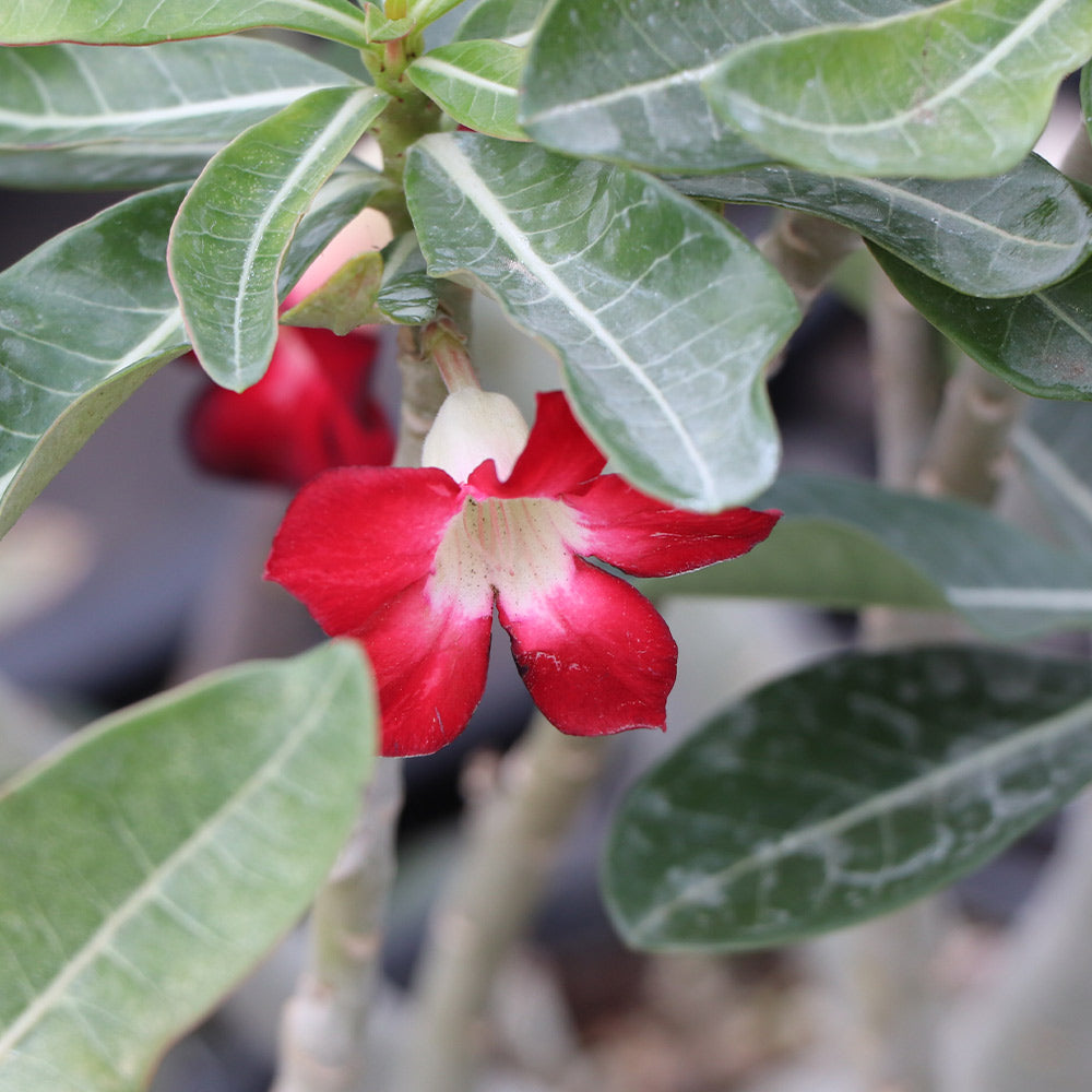 Desert Rose Adenium - Image 3