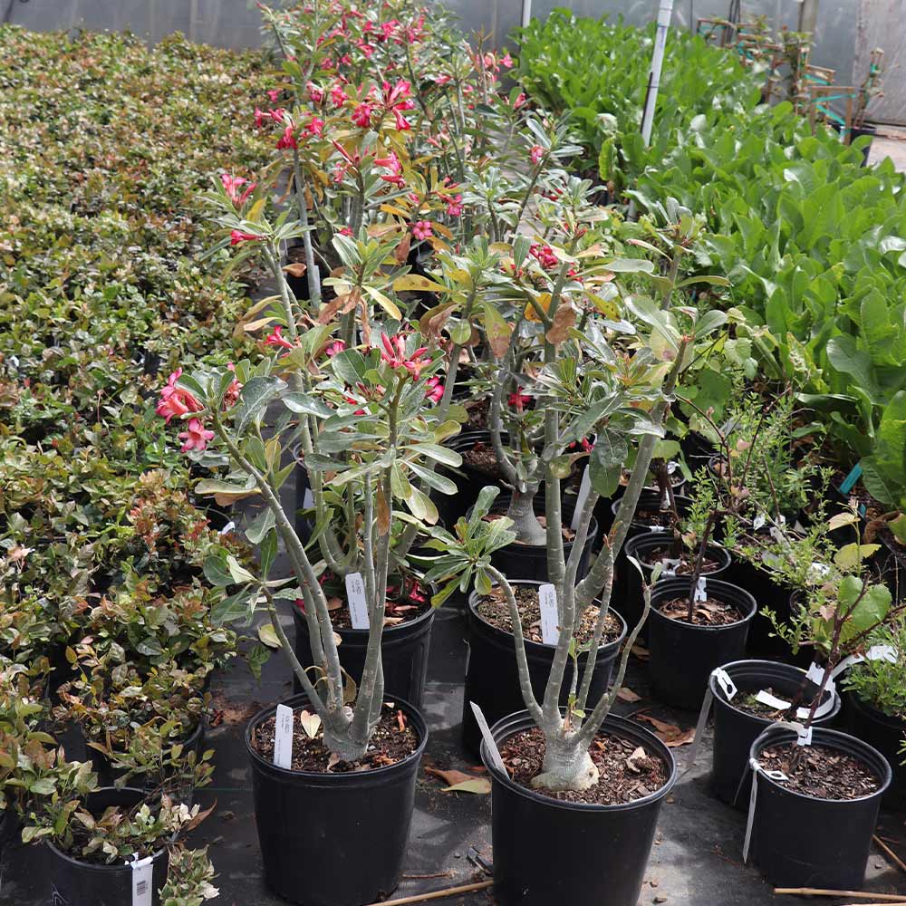 Desert Rose Adenium - Image 6