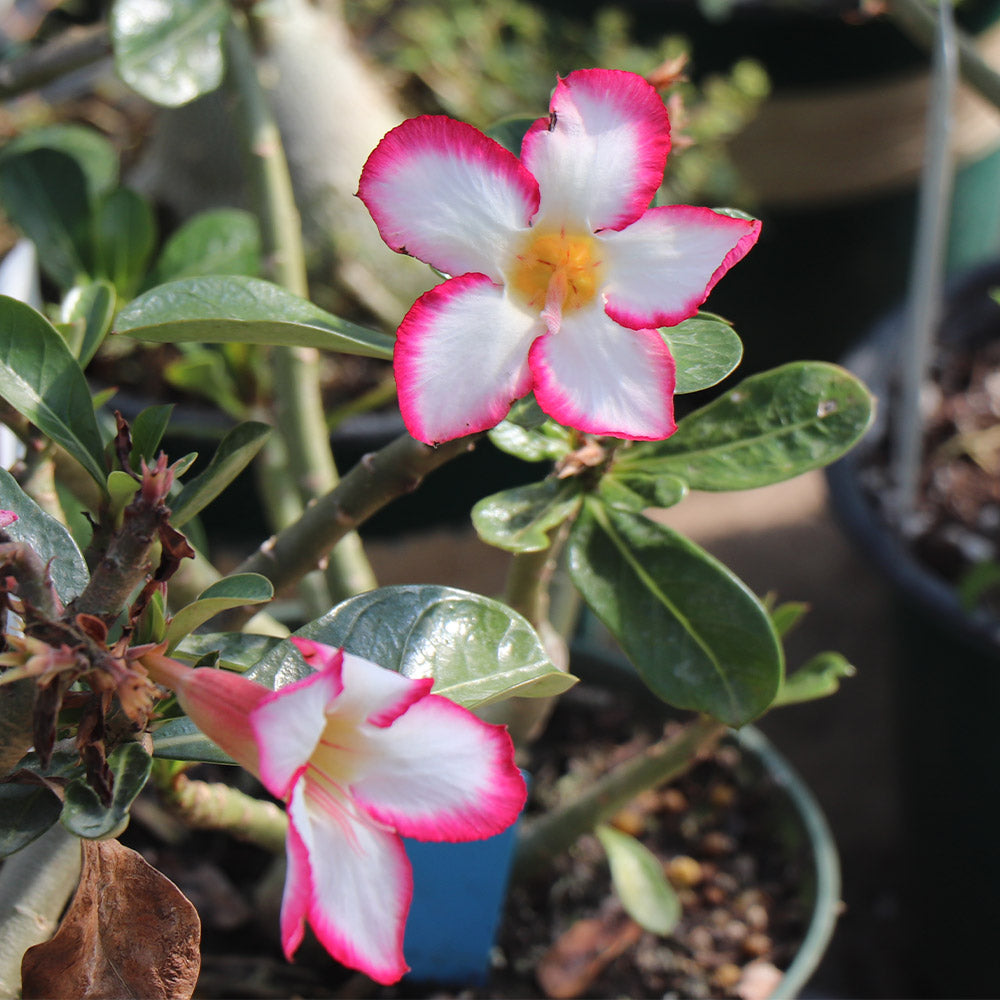 Desert Rose Adenium - Image 4