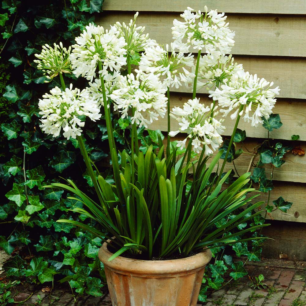 White Agapanthus - Image 2