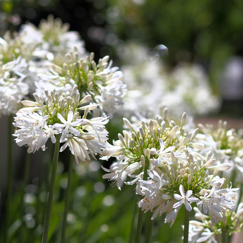 White Agapanthus - Image 3