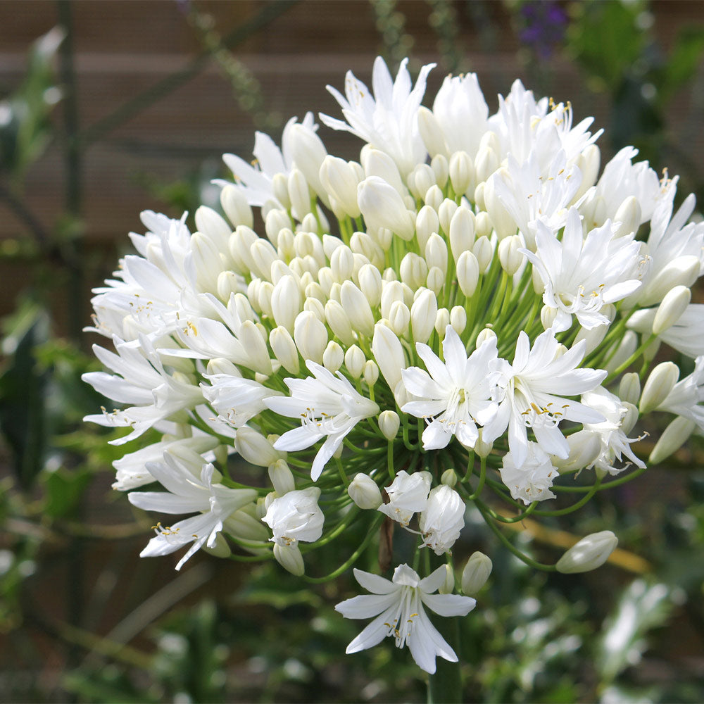 White Agapanthus - Image 4