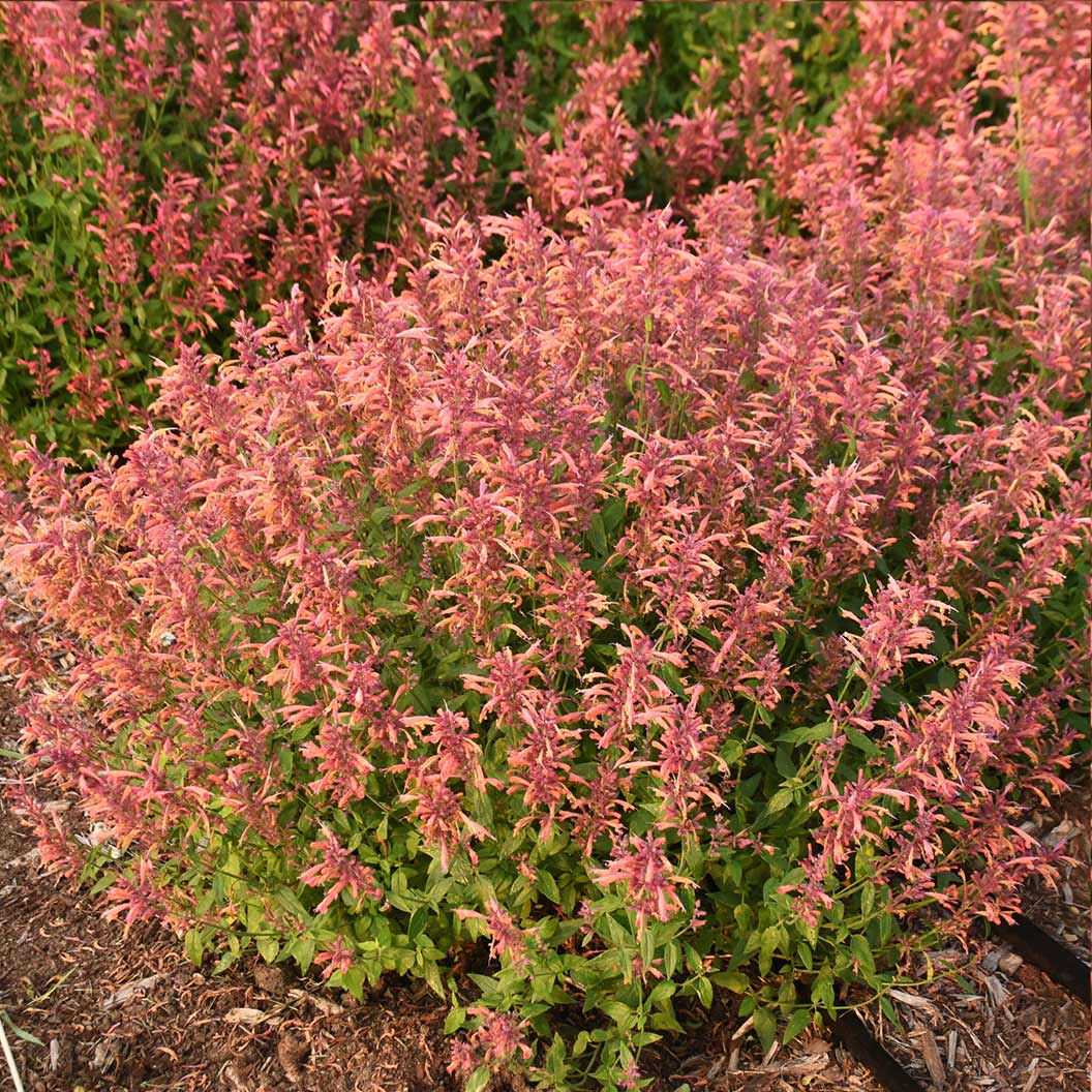 Agastache Guava Lava - Image 2