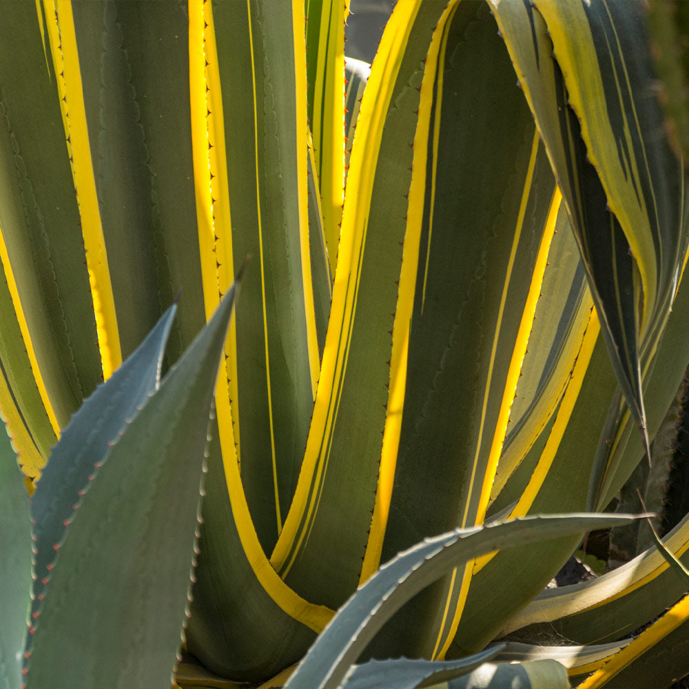 Variegated Century Plant - Image 3