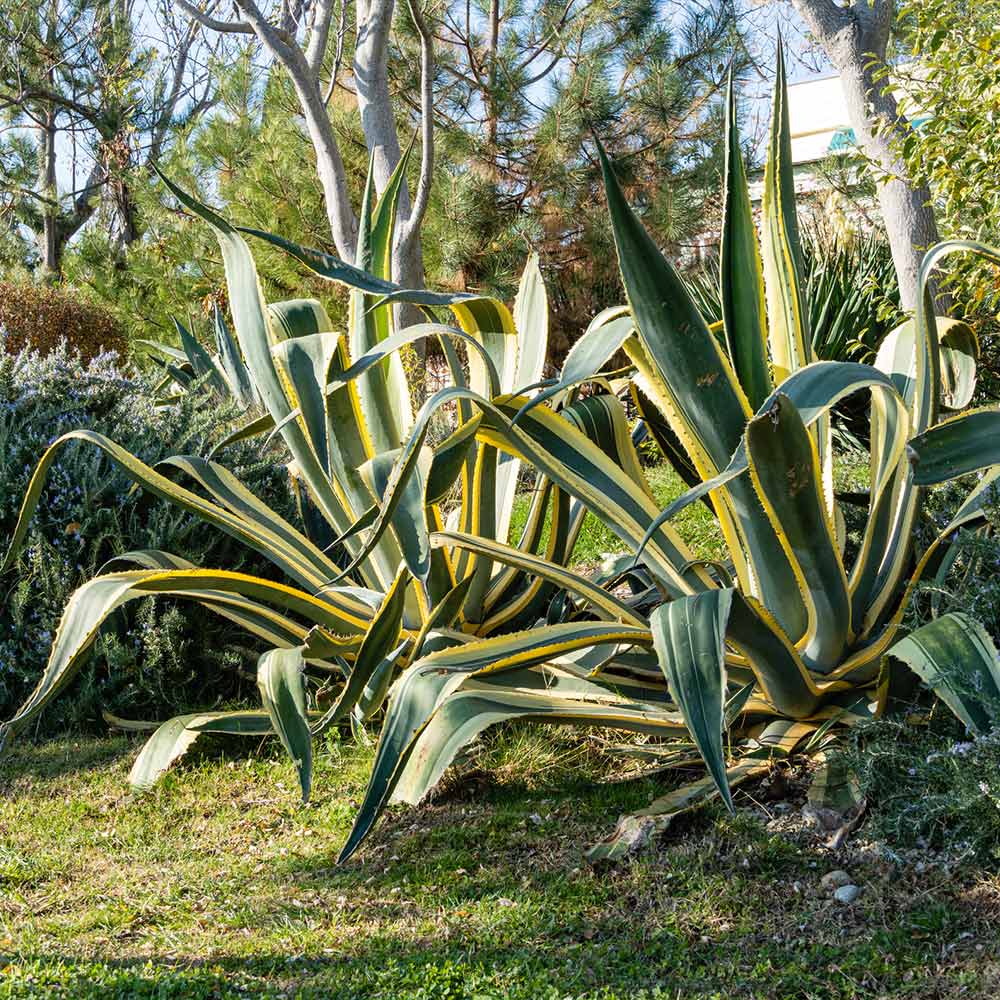 Variegated Century Plant - Image 2