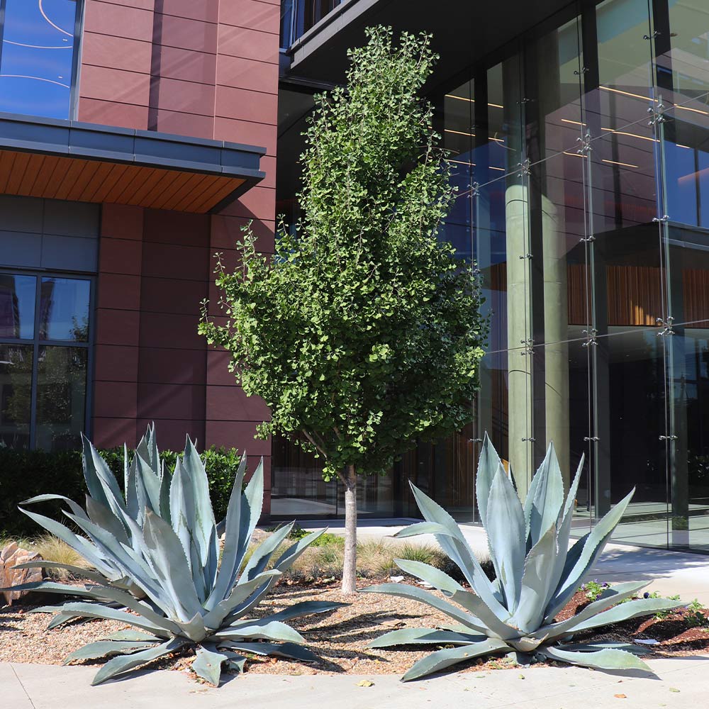 Century Plant - Image 4