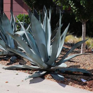 Century Plant