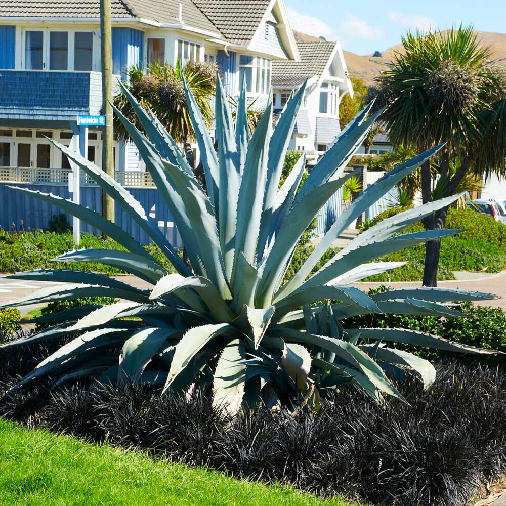 Century Plant - Image 2
