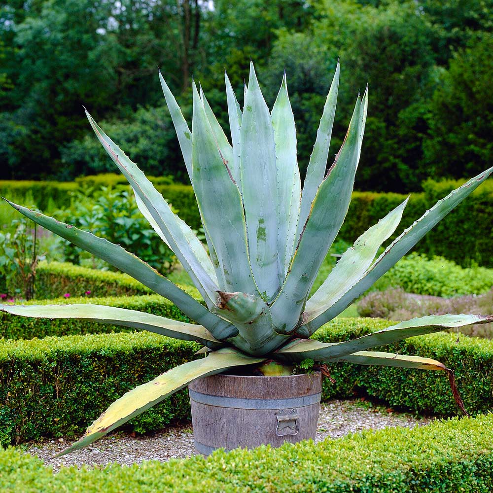 Century Plant - Image 5
