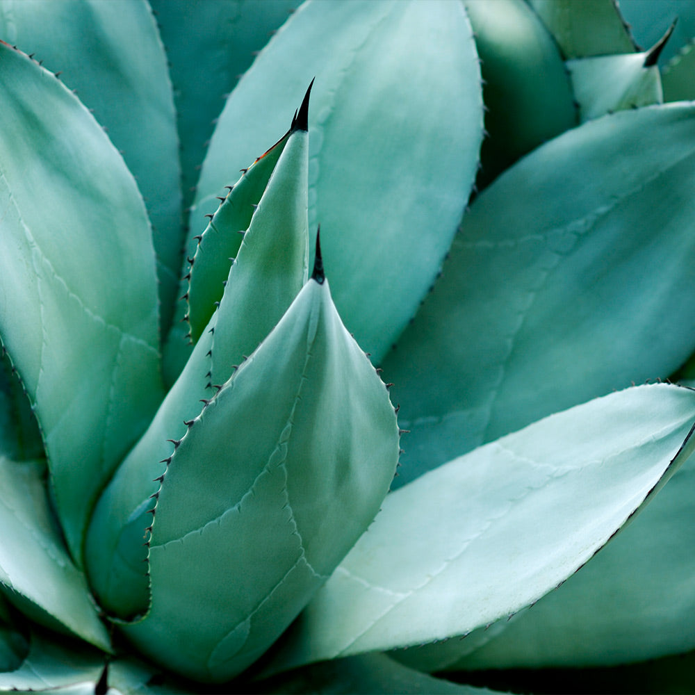 Century Plant - Image 3