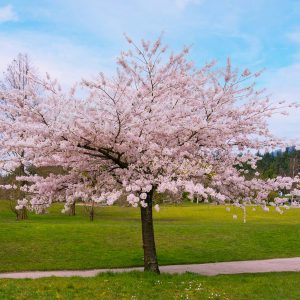 Akebono Cherry Tree
