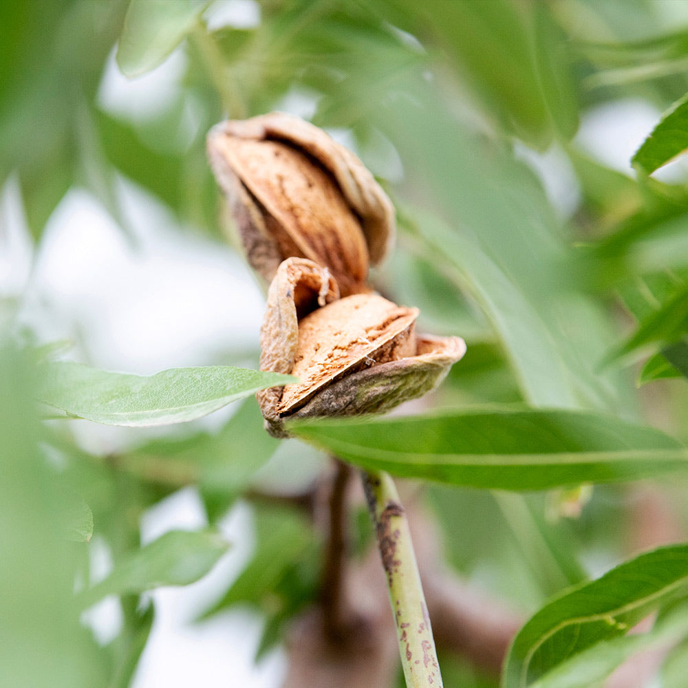 All-in-One Almond Tree - Image 2