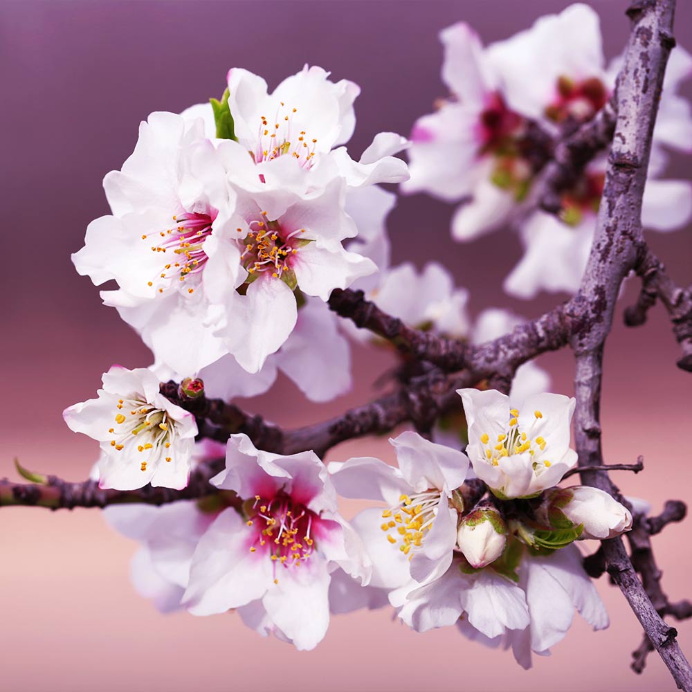 All-in-One Almond Tree - Image 3