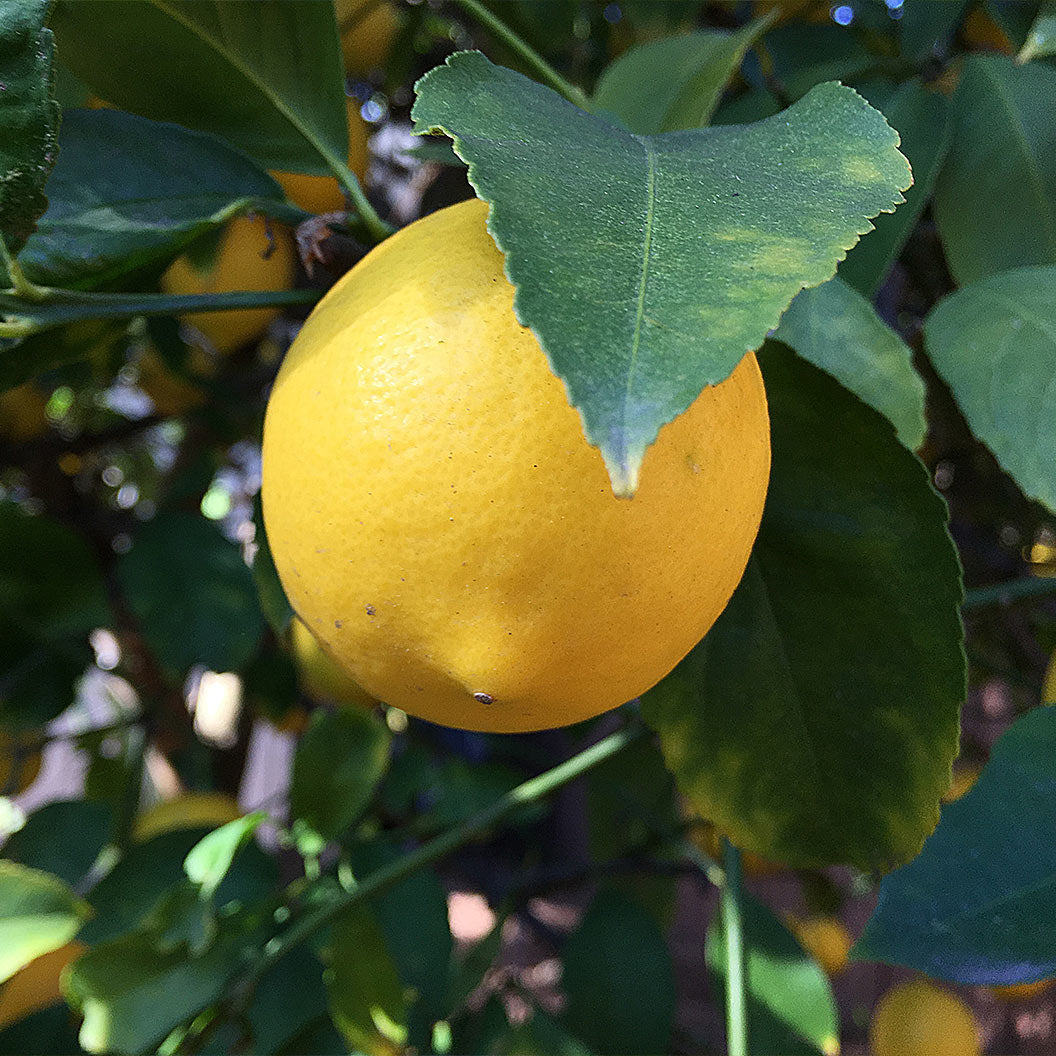 Allen Eureka Lemon Tree - Image 2