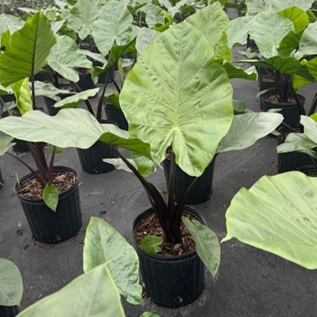 Alocasia Dark Star Shrub - Image 2