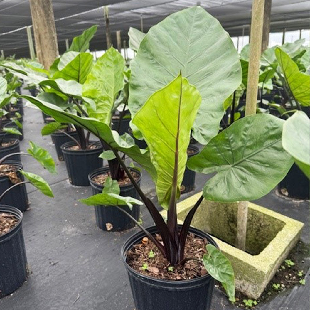 Alocasia Dark Star Shrub - Image 3
