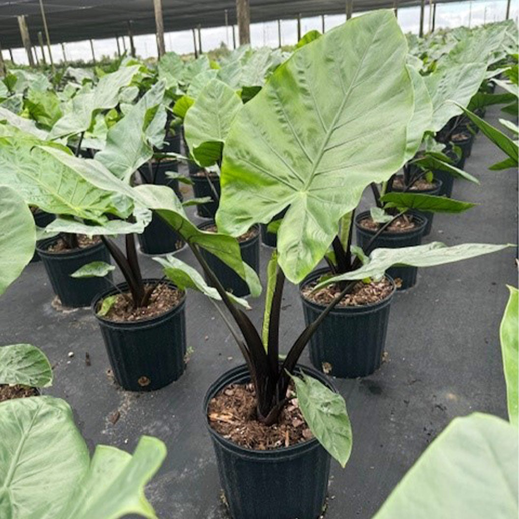 Alocasia Dark Star Shrub - Image 4