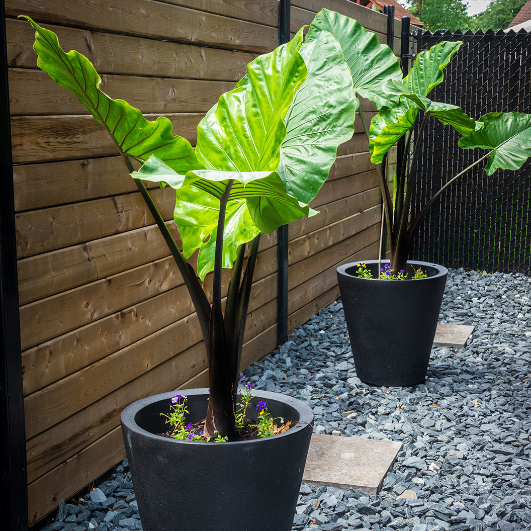 Alocasia Dark Star Shrub