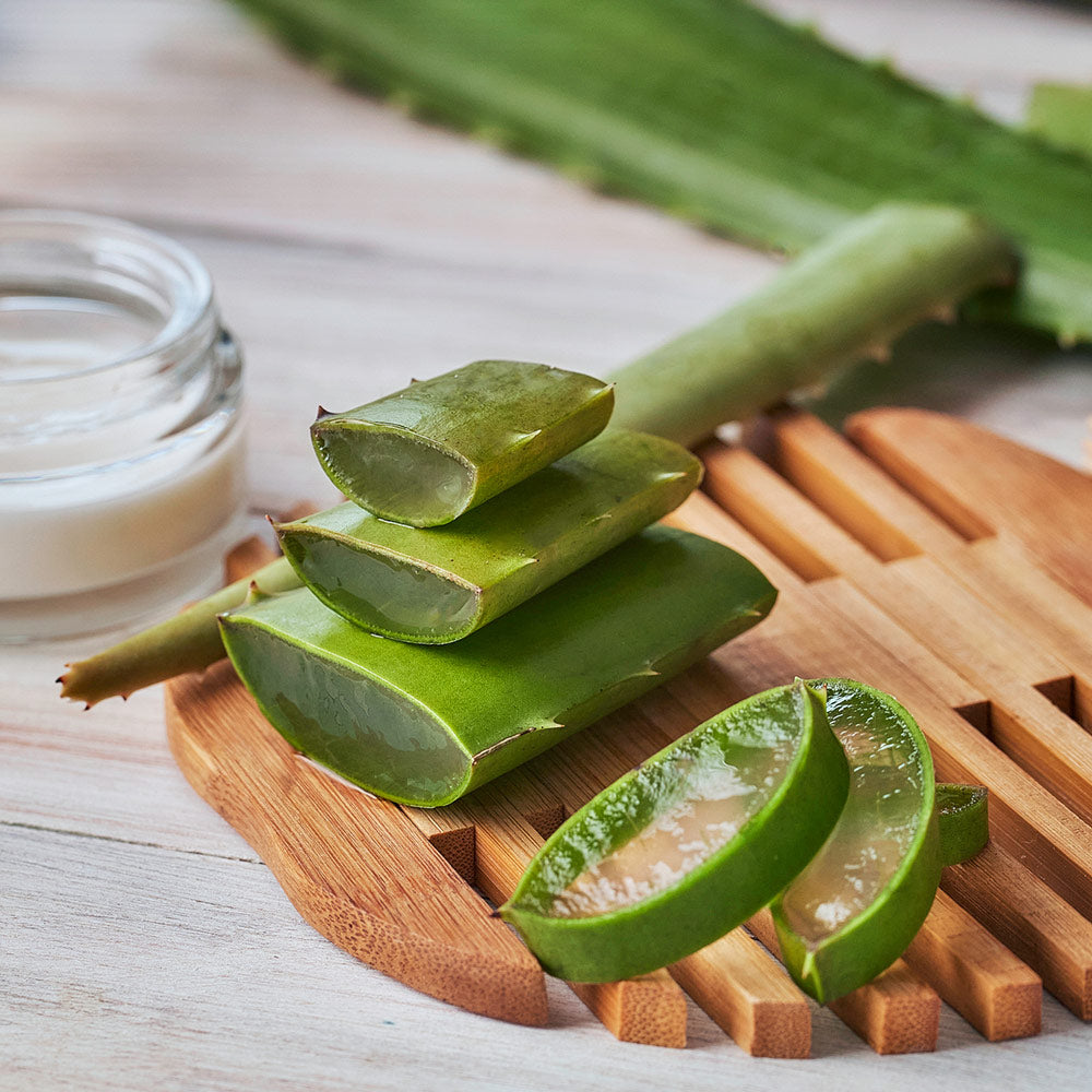Aloe Vera Plant - Image 2
