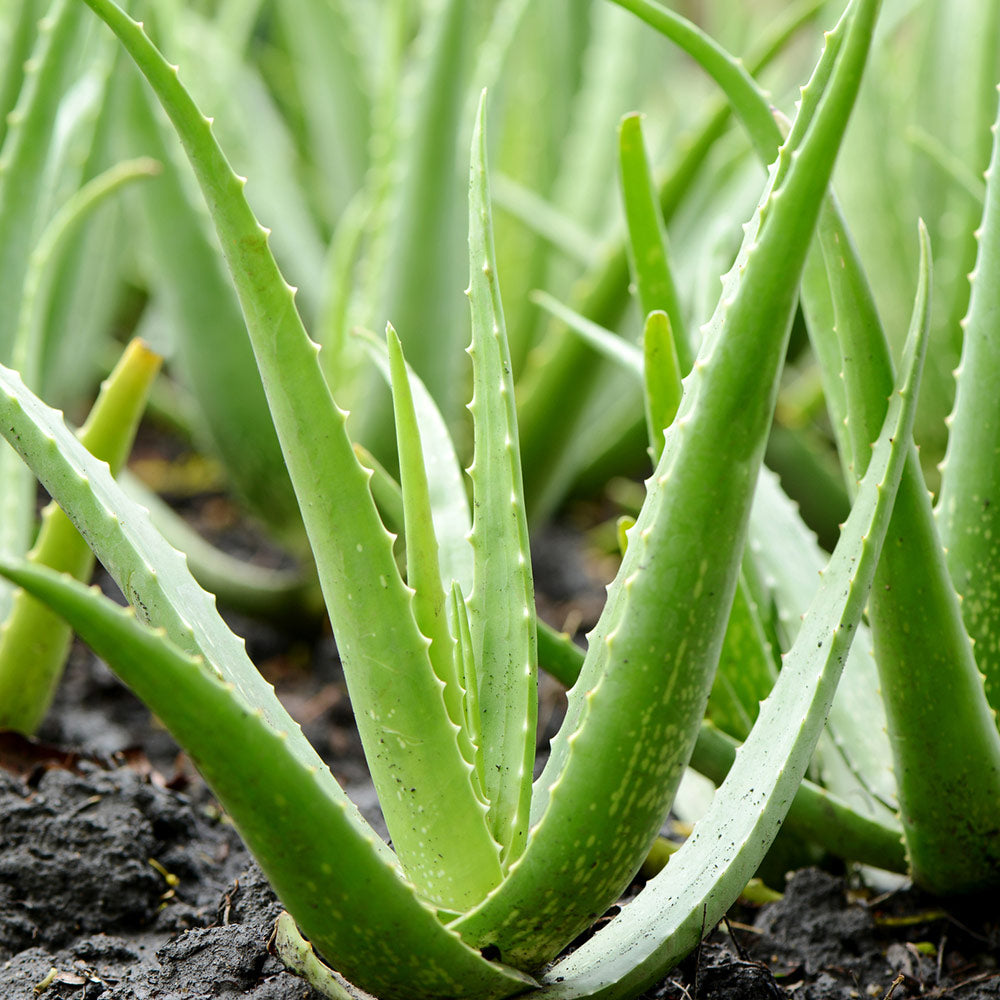 Aloe Vera Plant - Image 3
