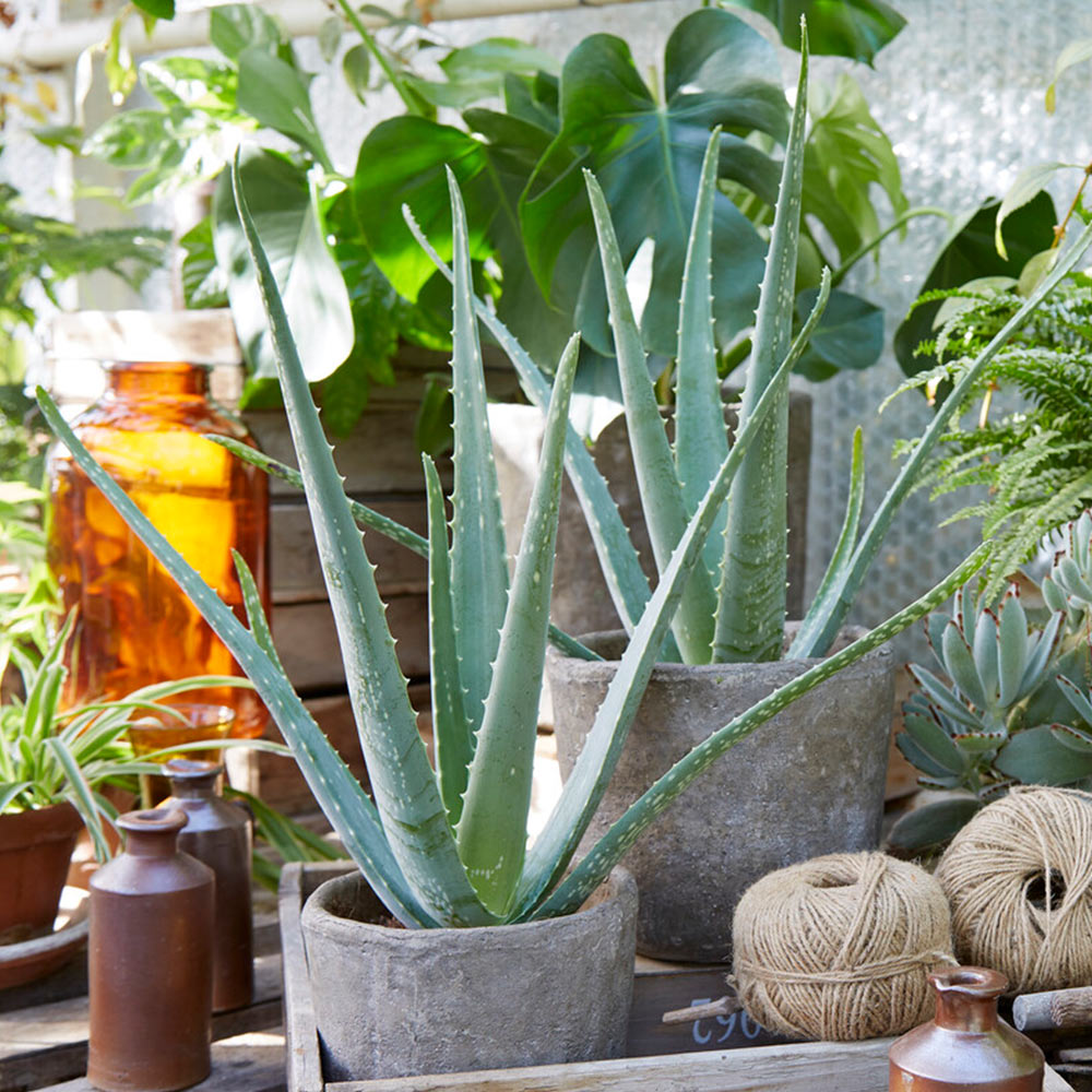 Aloe Vera Plant - Image 4