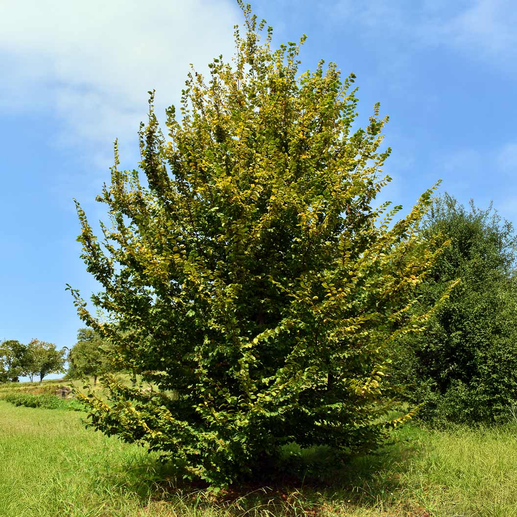 American Hornbeam Tree - Image 2
