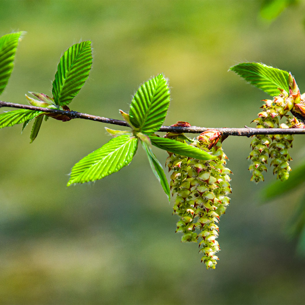 American Hornbeam Tree - Image 3