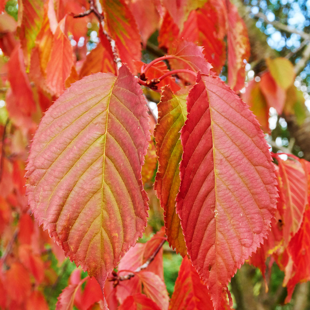 American Hornbeam Tree - Image 4