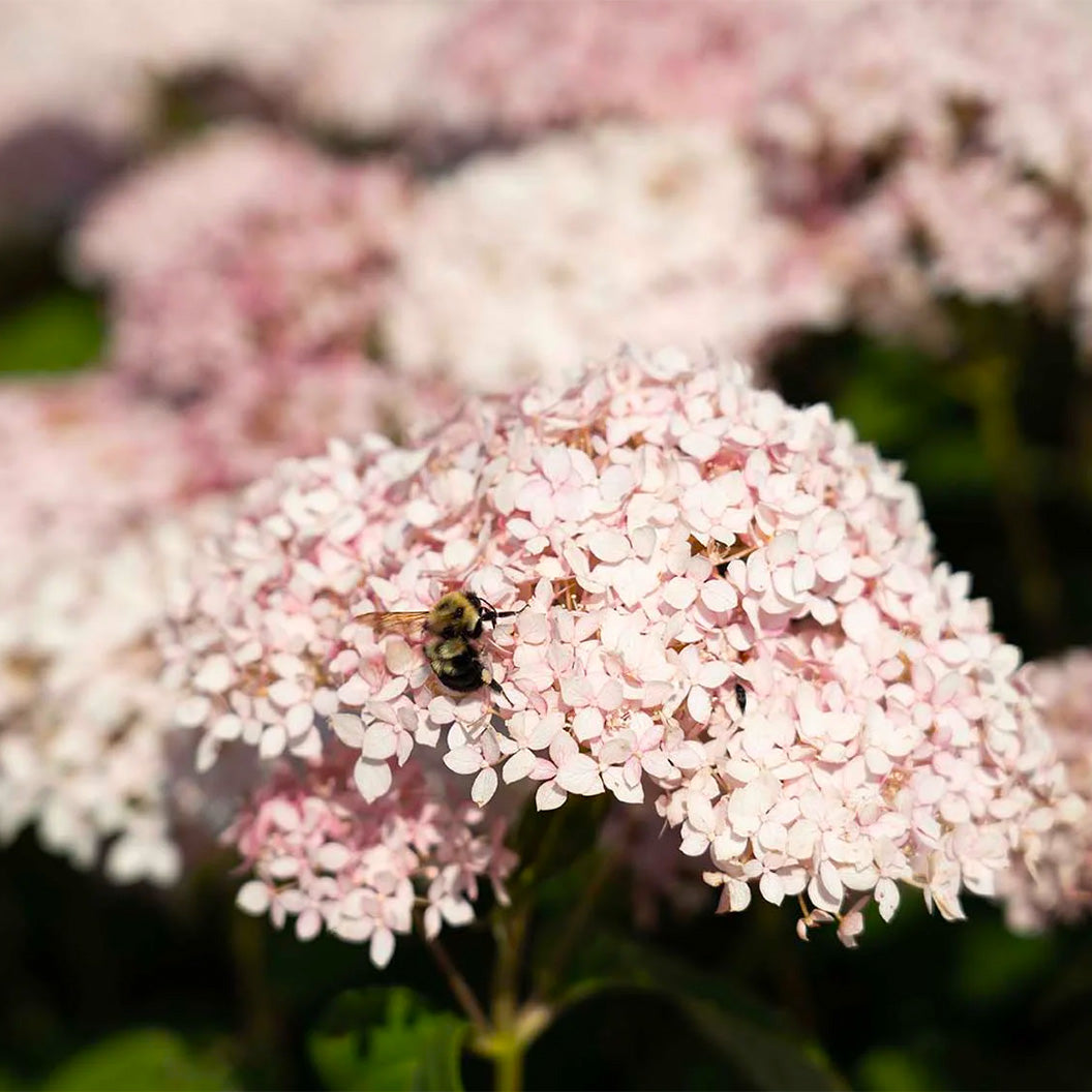 American Lace™ Pink Smooth Hydrangea Shrub - Image 2