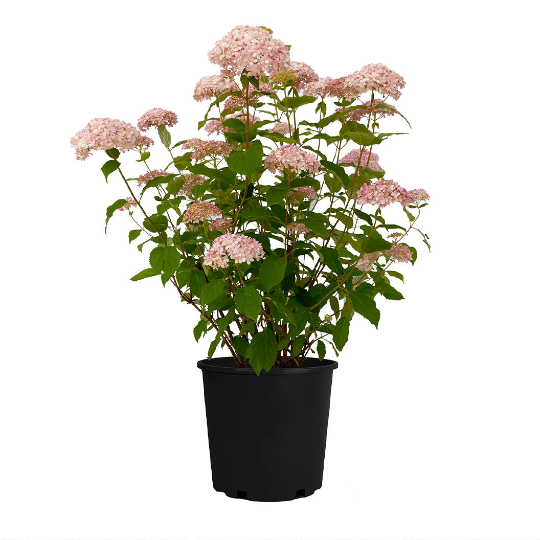 American Lace™ Pink Smooth Hydrangea Shrub - Image 3