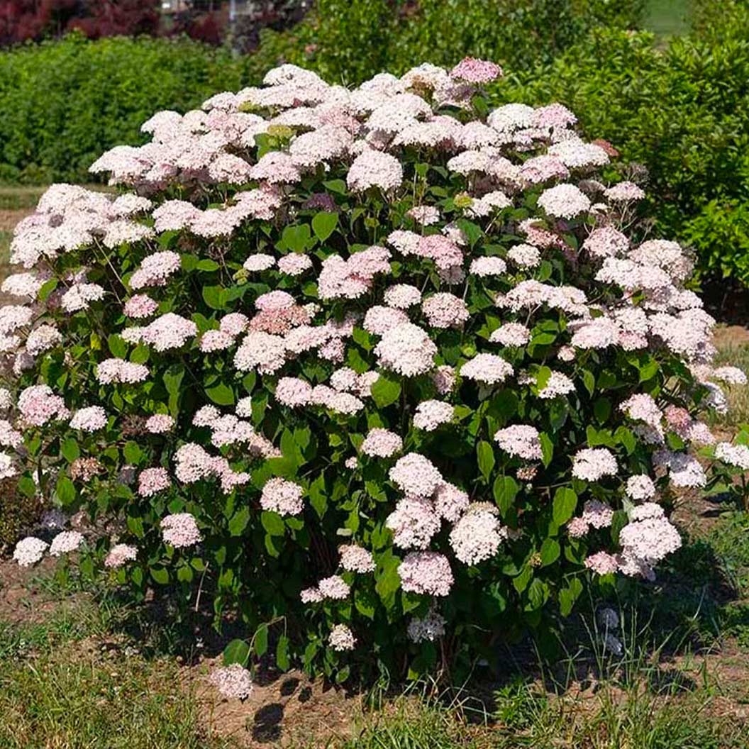 American Lace™ Pink Smooth Hydrangea Shrub - Image 4