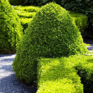 American Boxwood Shrub