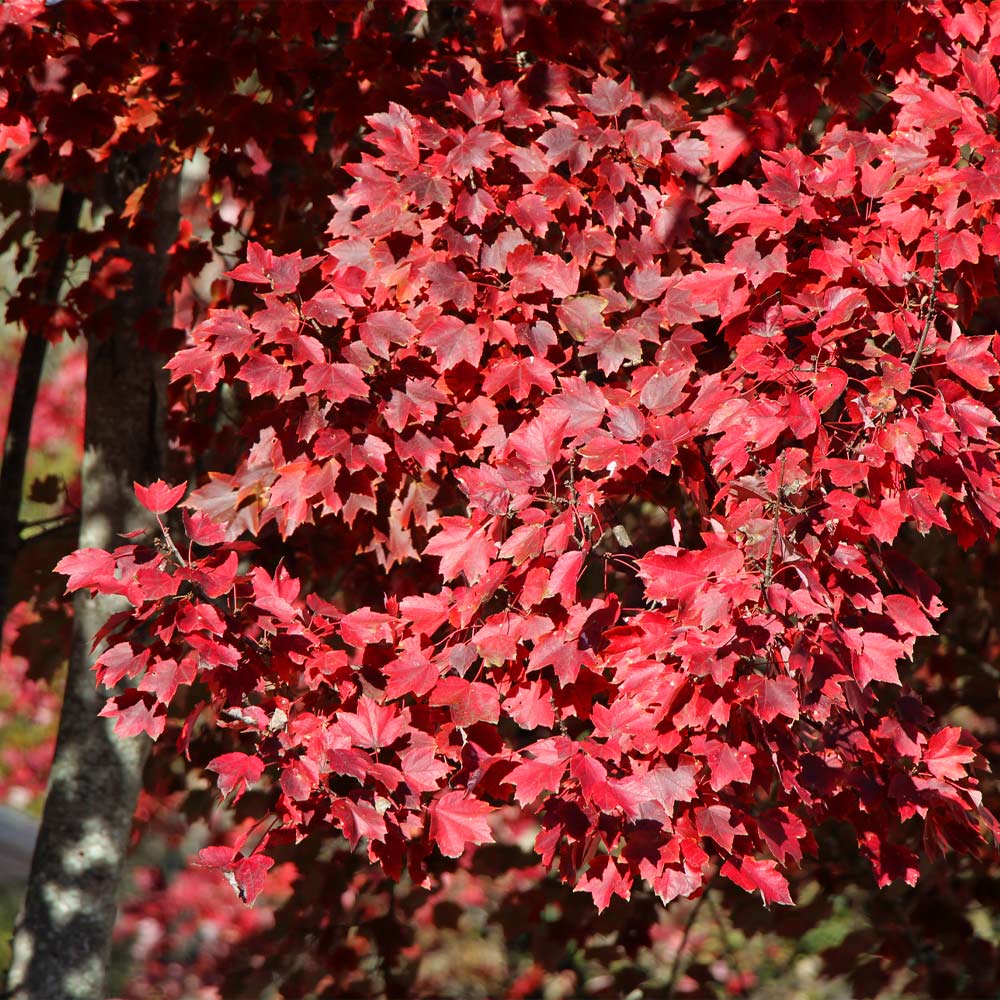 American Red Maple Tree - Image 2