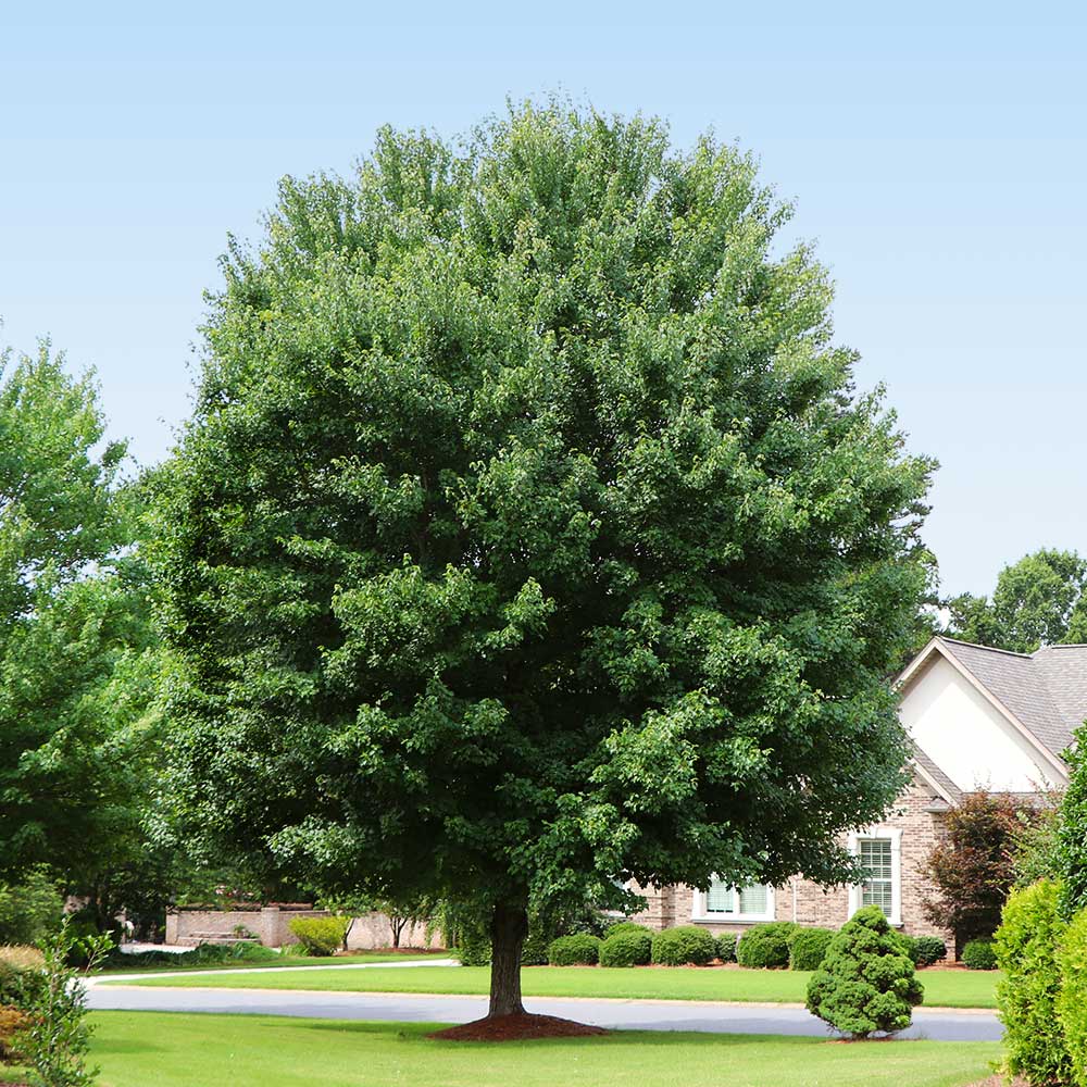 American Red Maple Tree - Image 3