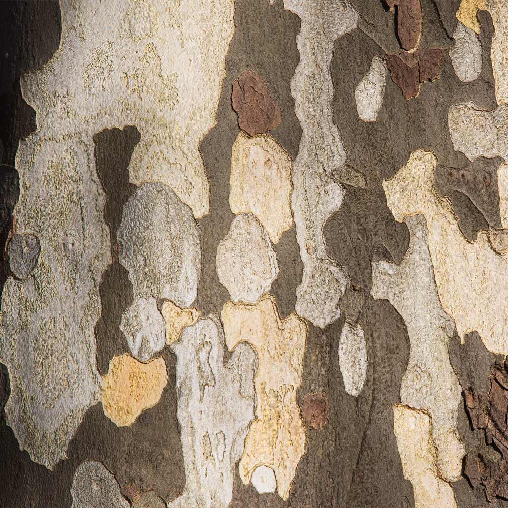 American Sycamore Tree - Image 4