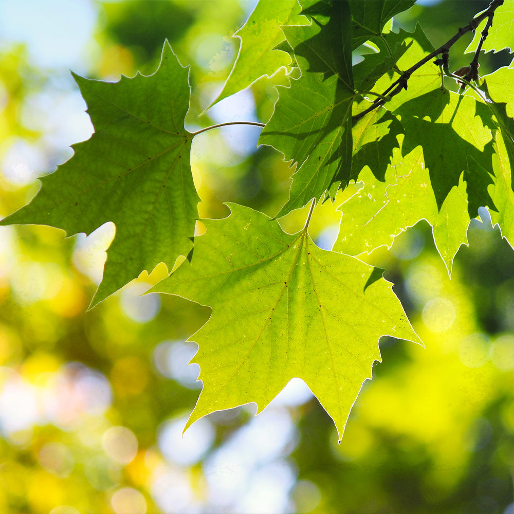 American Sycamore Tree - Image 3