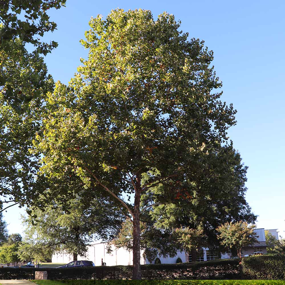 American Sycamore Tree - Image 2