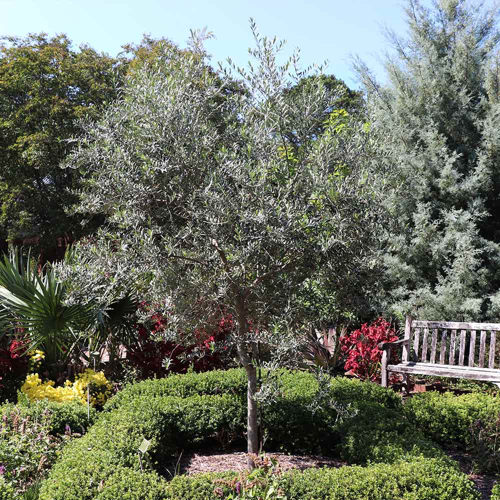 Arbequina Olive Tree - Image 2