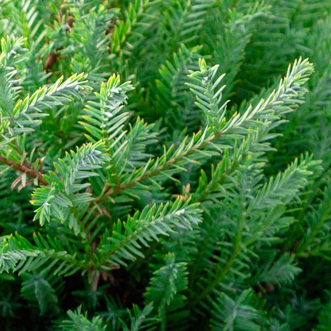 Southern Living® Pancake™ Arborvitae Shrub - Image 4