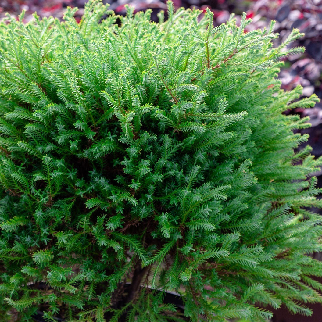 Southern Living® Pancake™ Arborvitae Shrub - Image 3