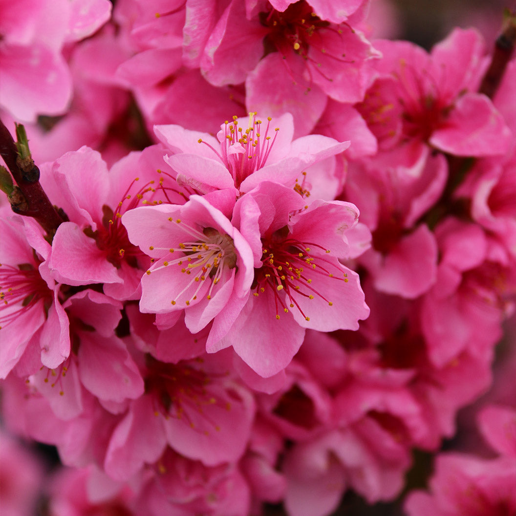 Arctic Babe Patio Nectarine Tree - Image 2