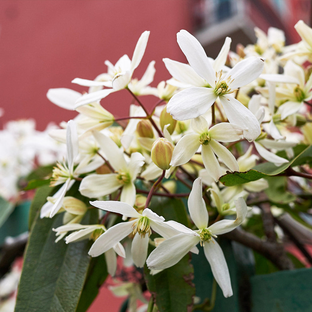 Armandii Snowdrift Clematis - Image 2