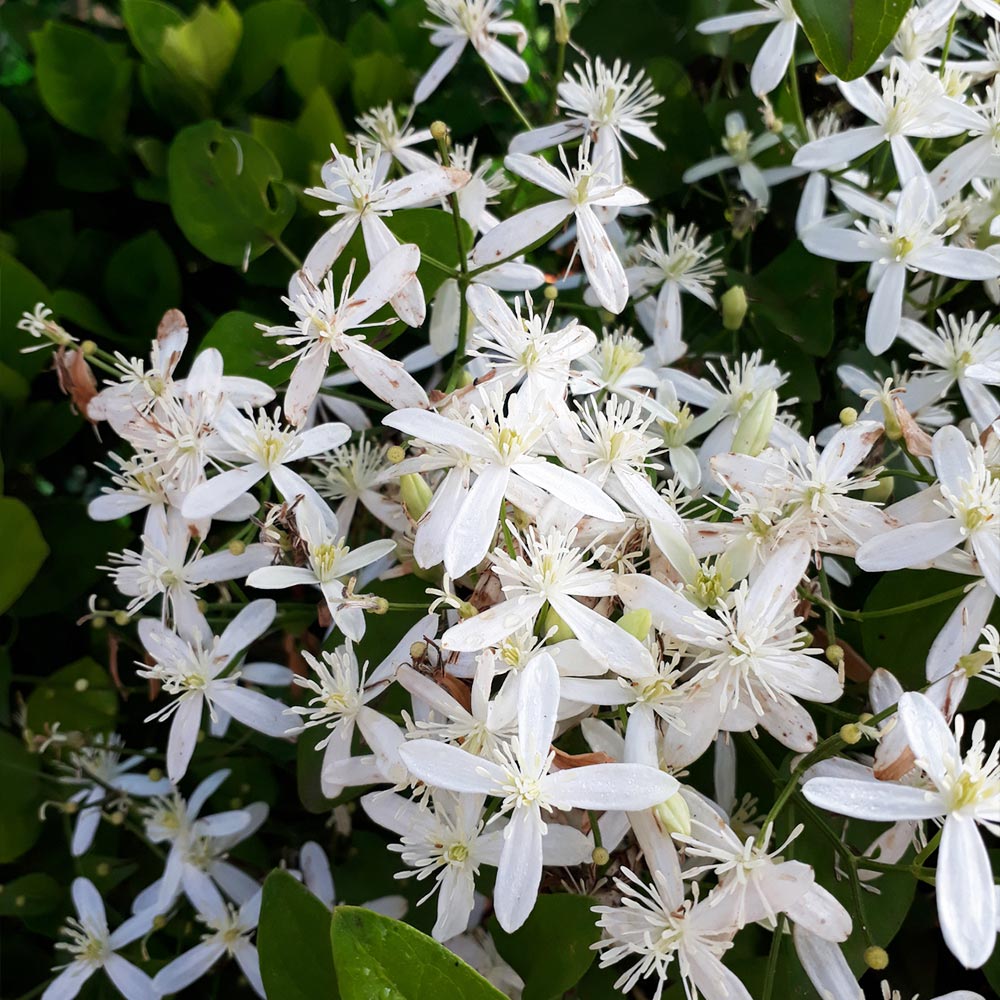 Armandii Snowdrift Clematis - Image 3