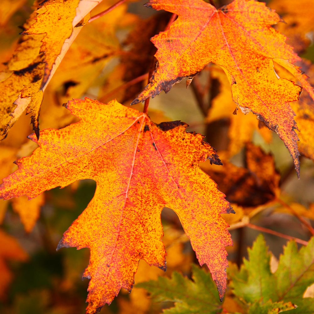Armstrong Gold® Maple Tree - Image 3